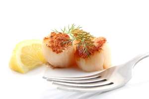 Jakobsmuscheln - coquilles st. Jacques