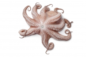 Pulpo 
